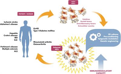 Immunomodulatory Effect of Adipose-Derived Stem Cells: The Cutting Edge of Clinical Application
